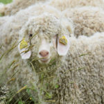 Les chèvres angora de la ferme Laneya