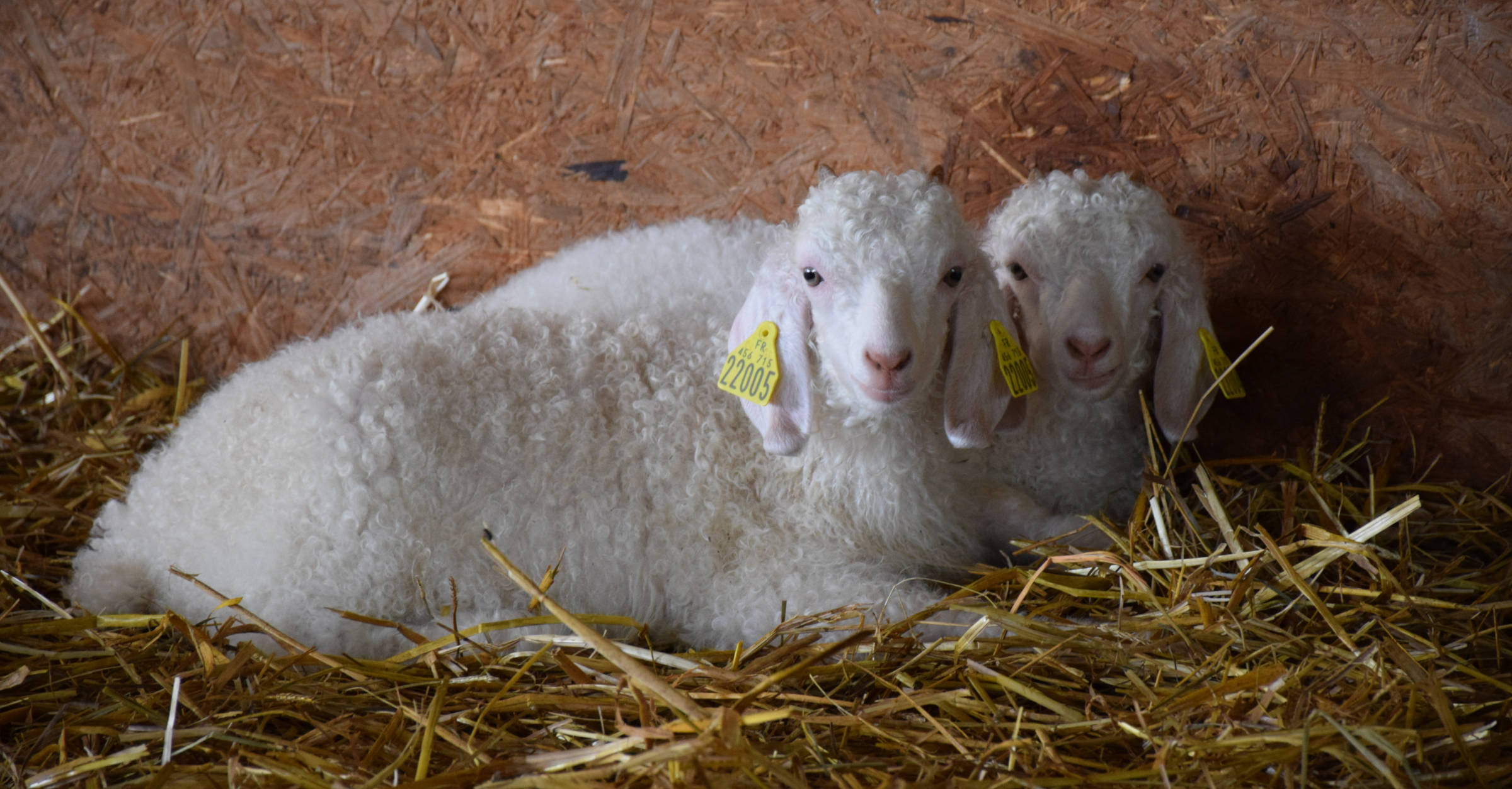 Les chèvres angora jumelles de la ferme Laneya
