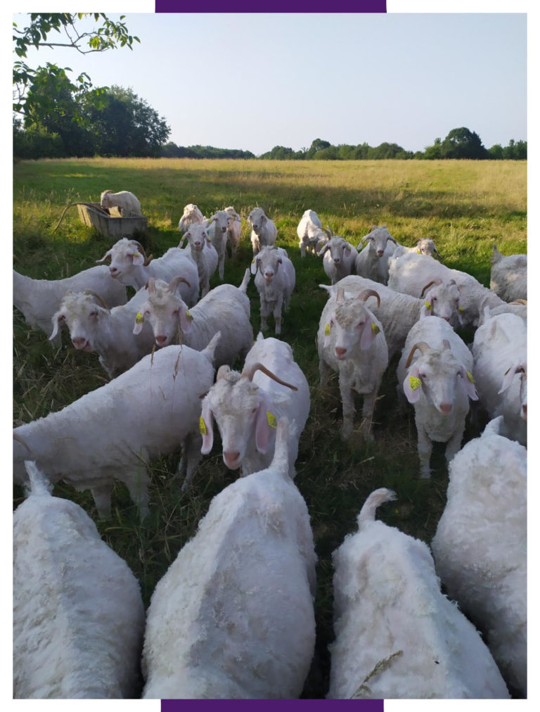 Les chèvres angora tondues de la ferme Laneya dans la prairie