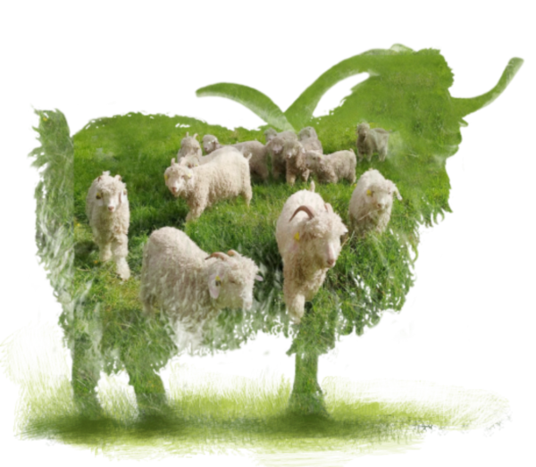 silhouette d'un bouc et chèvres angora