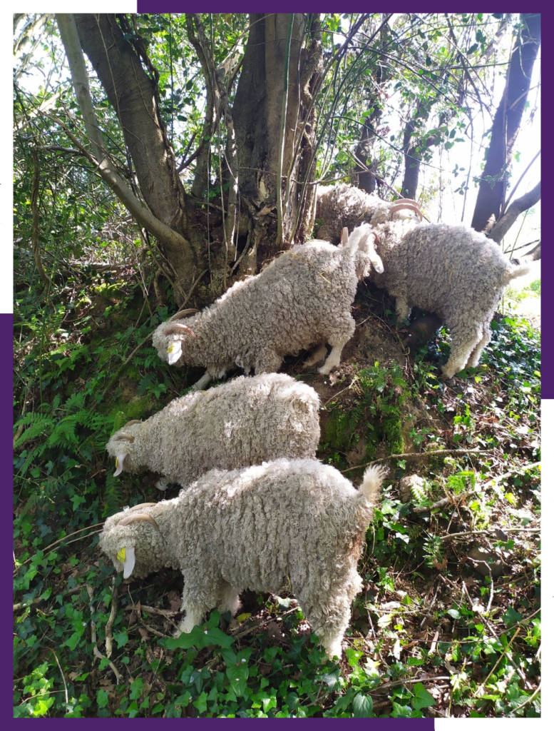 Les chèvres angora de la ferme Laneya dans les sous-bois