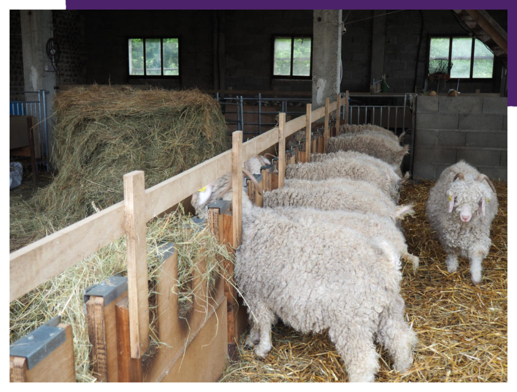 les chèvres et le foin à la chévrerie